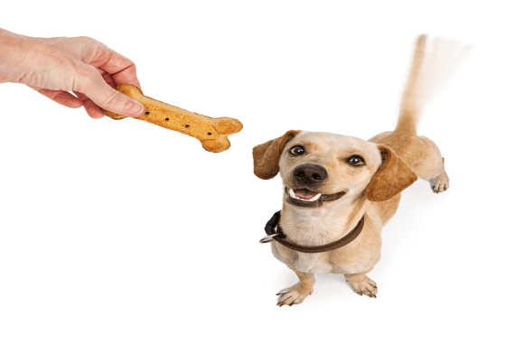 A dog receiving a treat reward for good behaviour