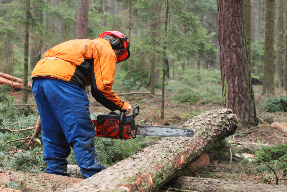 Health and Safety Risks of Cutting Trees